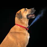 Stop Dog Barking Collars